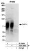 High affinity cationic amino acid transporter 1 antibody, A304-398A, Bethyl Labs, Immunoprecipitation image 