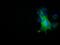 NUMB Endocytic Adaptor Protein antibody, GTX83974, GeneTex, Immunofluorescence image 