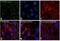 Occludin antibody, 33-1511, Invitrogen Antibodies, Immunofluorescence image 