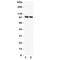 Nuclear autoantigen Sp-100 antibody, R31410, NSJ Bioreagents, Western Blot image 