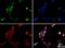 Histone-lysine N-methyltransferase SUV420H1 antibody, NBP1-97312, Novus Biologicals, Immunofluorescence image 