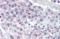 G Protein Signaling Modulator 2 antibody, orb19420, Biorbyt, Immunohistochemistry paraffin image 