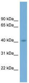Cell Growth Regulator With Ring Finger Domain 1 antibody, TA329565, Origene, Western Blot image 