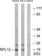 Ribosomal Protein L12 antibody, GTX87963, GeneTex, Western Blot image 