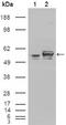 Calreticulin antibody, GTX83089, GeneTex, Western Blot image 