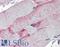 OB-cadherin antibody, LS-B2307, Lifespan Biosciences, Immunohistochemistry frozen image 
