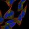 Neurobeachin antibody, NBP1-90004, Novus Biologicals, Immunofluorescence image 