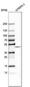 FA Complementation Group L antibody, NBP1-84758, Novus Biologicals, Western Blot image 
