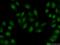 Exosome complex exonuclease RRP40 antibody, 15062-1-AP, Proteintech Group, Immunofluorescence image 