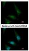 Cytoplasmic Linker Associated Protein 1 antibody, NBP2-15910, Novus Biologicals, Immunocytochemistry image 