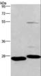 Cell death activator CIDE-3 antibody, LS-C404820, Lifespan Biosciences, Western Blot image 