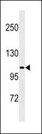 Leucine Rich Repeat Containing G Protein-Coupled Receptor 5 antibody, MBS9200598, MyBioSource, Western Blot image 