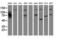 Mitochondrial Intermediate Peptidase antibody, M05926-1, Boster Biological Technology, Western Blot image 