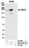 Ubiquitin Conjugating Enzyme E2 O antibody, A301-873A, Bethyl Labs, Immunoprecipitation image 
