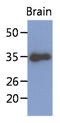 Kruppel Like Factor 7 antibody, MBS200270, MyBioSource, Western Blot image 