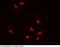Zinc finger protein ZIC 3 antibody, 100740-T42, Sino Biological, Immunohistochemistry frozen image 