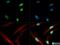 Histone Cluster 2 H3 Family Member D antibody, NB21-1024, Novus Biologicals, Immunofluorescence image 