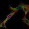 Ribosomal Protein S13 antibody, orb318800, Biorbyt, Immunocytochemistry image 