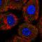 Gem Nuclear Organelle Associated Protein 4 antibody, HPA065699, Atlas Antibodies, Immunofluorescence image 