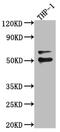 Friend leukemia integration 1 transcription factor antibody, CSB-RA207775A0HU, Cusabio, Western Blot image 