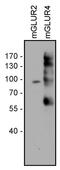 Metabotropic glutamate receptor 4 antibody, 720375, Invitrogen Antibodies, Western Blot image 