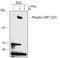 Tumor Protein P53 Binding Protein 1 antibody, AF3405, R&D Systems, Western Blot image 