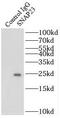 Synaptosome Associated Protein 23 antibody, FNab08054, FineTest, Immunoprecipitation image 