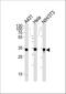 Malate dehydrogenase, mitochondrial antibody, A04803-1, Boster Biological Technology, Western Blot image 