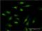 Phosphodiesterase 3A antibody, H00005139-M03, Novus Biologicals, Immunocytochemistry image 