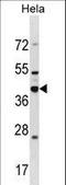 Dead end protein homolog 1 antibody, LS-C167486, Lifespan Biosciences, Western Blot image 