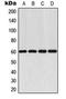 Akt antibody, orb216008, Biorbyt, Western Blot image 