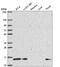 Phosphatidylinositol-5-Phosphate 4-Kinase Type 2 Gamma antibody, HPA058551, Atlas Antibodies, Western Blot image 