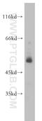 Period Circadian Regulator 1 antibody, 13463-1-AP, Proteintech Group, Western Blot image 