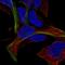 MAGE Family Member F1 antibody, HPA054190, Atlas Antibodies, Immunofluorescence image 