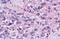 Neuropeptide Y Receptor Y4 antibody, MBS246769, MyBioSource, Immunohistochemistry paraffin image 