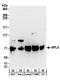 Nuclear protein localization protein 4 homolog antibody, A304-102A, Bethyl Labs, Western Blot image 