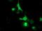 Leucine carboxyl methyltransferase 1 antibody, MA5-25602, Invitrogen Antibodies, Immunocytochemistry image 