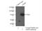 Autocrine motility factor receptor, isoform 1 antibody, 16675-1-AP, Proteintech Group, Immunoprecipitation image 