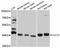 Alpha-L-Fucosidase 2 antibody, A12211, ABclonal Technology, Western Blot image 