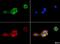 Protein PIEZO1 antibody, NBP1-78537, Novus Biologicals, Immunofluorescence image 