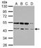 RNA Binding Motif Protein 22 antibody, NBP2-20104, Novus Biologicals, Western Blot image 