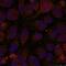 GATA Binding Protein 1 antibody, PA5-37581, Invitrogen Antibodies, Immunofluorescence image 