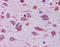 Cytochrome C Oxidase Copper Chaperone COX17 antibody, 51-548, ProSci, Immunohistochemistry frozen image 