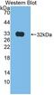 Kallikrein Related Peptidase 9 antibody, abx131235, Abbexa, Western Blot image 