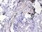 Homer Scaffold Protein 3 antibody, PA5-79384, Invitrogen Antibodies, Immunohistochemistry frozen image 