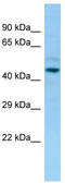 Leukocyte immunoglobulin-like receptor subfamily A member 3 antibody, TA338121, Origene, Western Blot image 