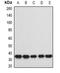Heterogeneous nuclear ribonucleoprotein A0 antibody, orb378105, Biorbyt, Western Blot image 