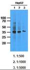 Aldo-keto reductase family 1 member C1 antibody, orb95166, Biorbyt, Western Blot image 