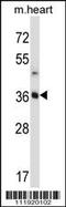 Stanniocalcin 2 antibody, 57-642, ProSci, Western Blot image 