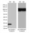 Exosome Component 1 antibody, LS-C794427, Lifespan Biosciences, Western Blot image 